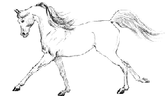 pferd018