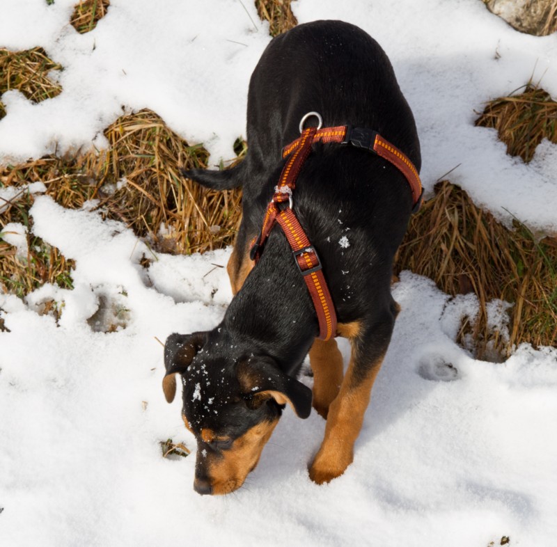 Stella probiert Schnee Wochenbrunner Alm
